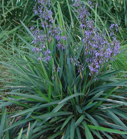 Dianella caerulea