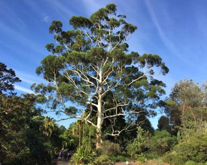 Eucalyptus grandis