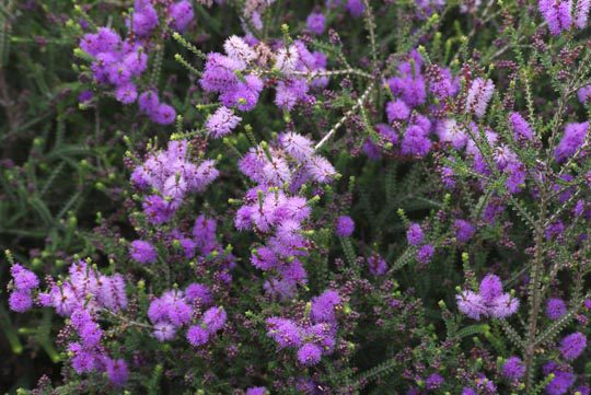 Melaleuca decussata