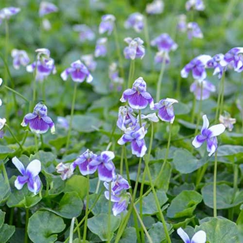 Viola hederacea